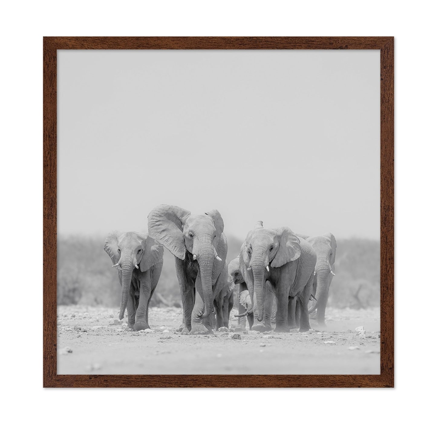 Elephant Herd