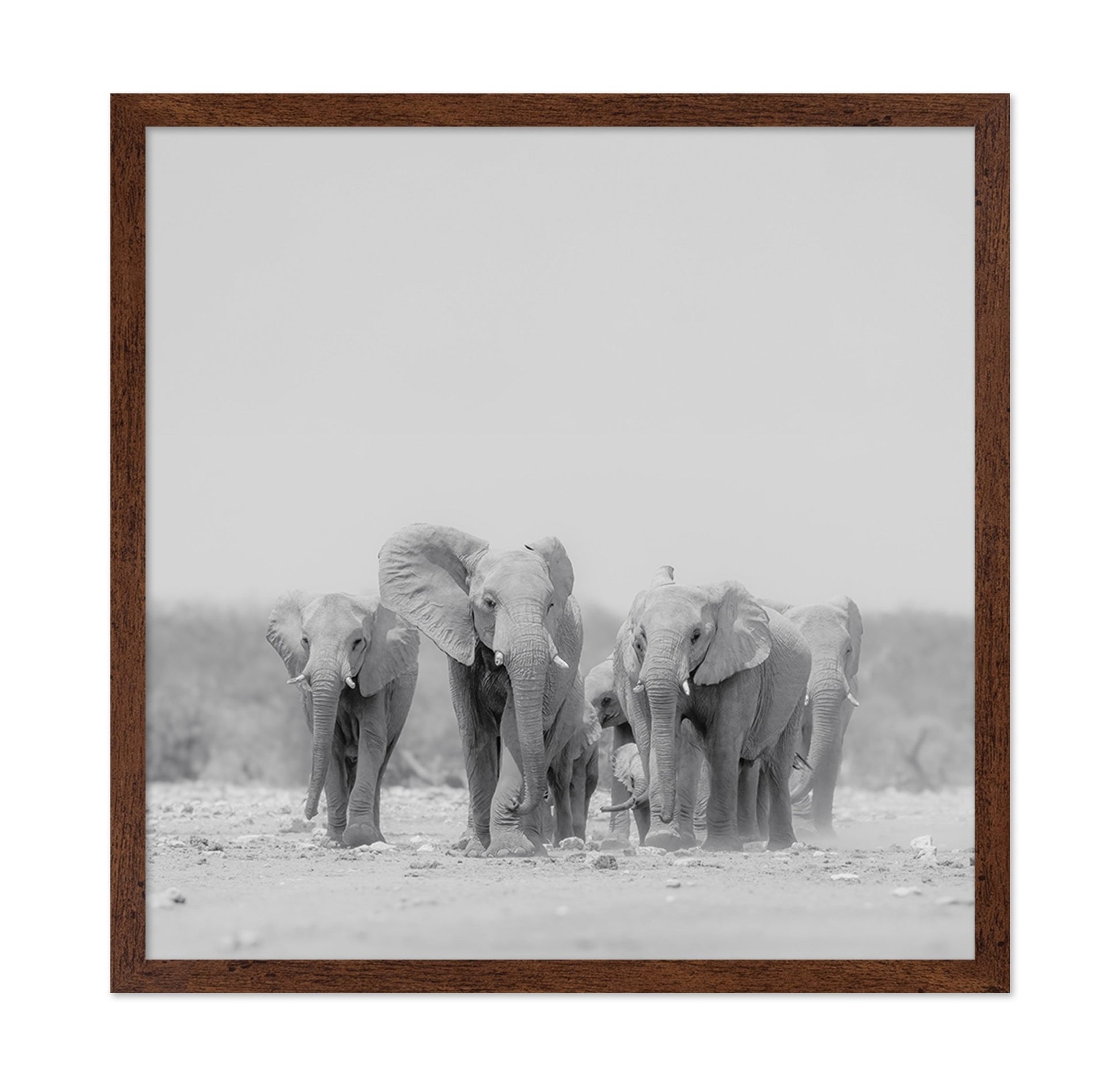 Elephant Herd