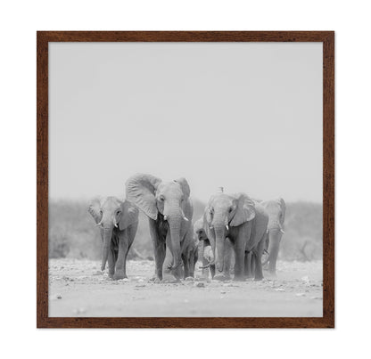 Elephant Herd