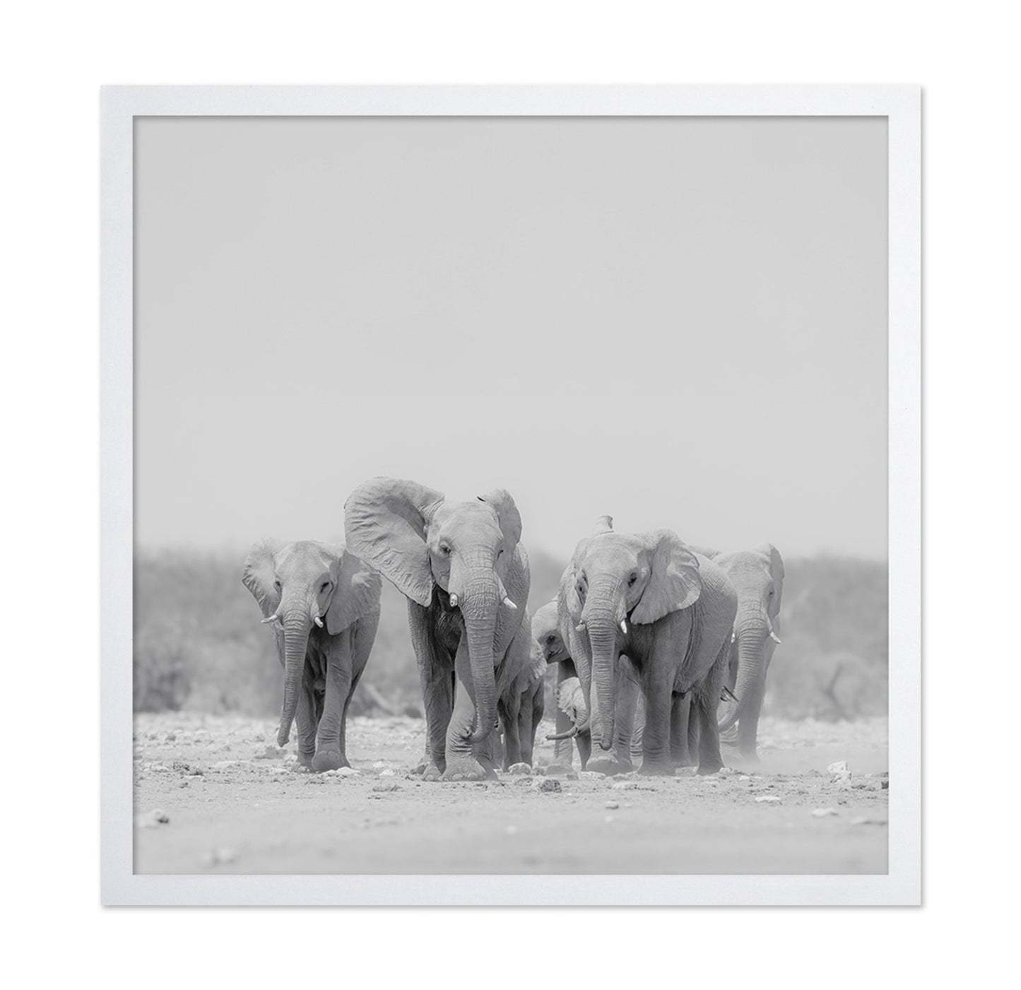 Elephant Herd