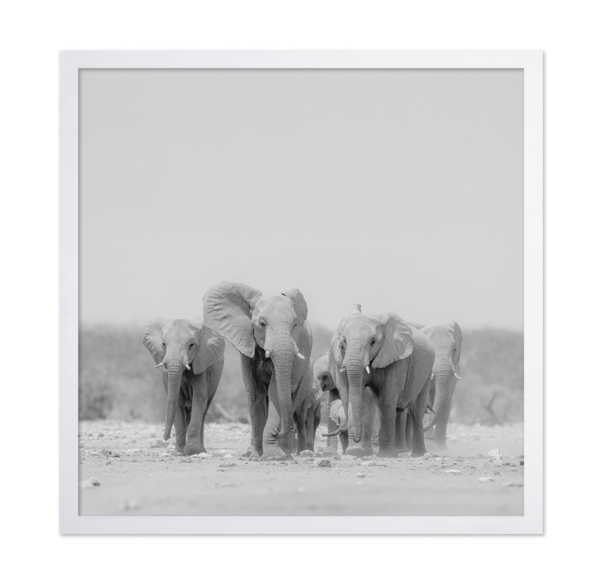 Elephant Herd