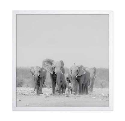 Elephant Herd