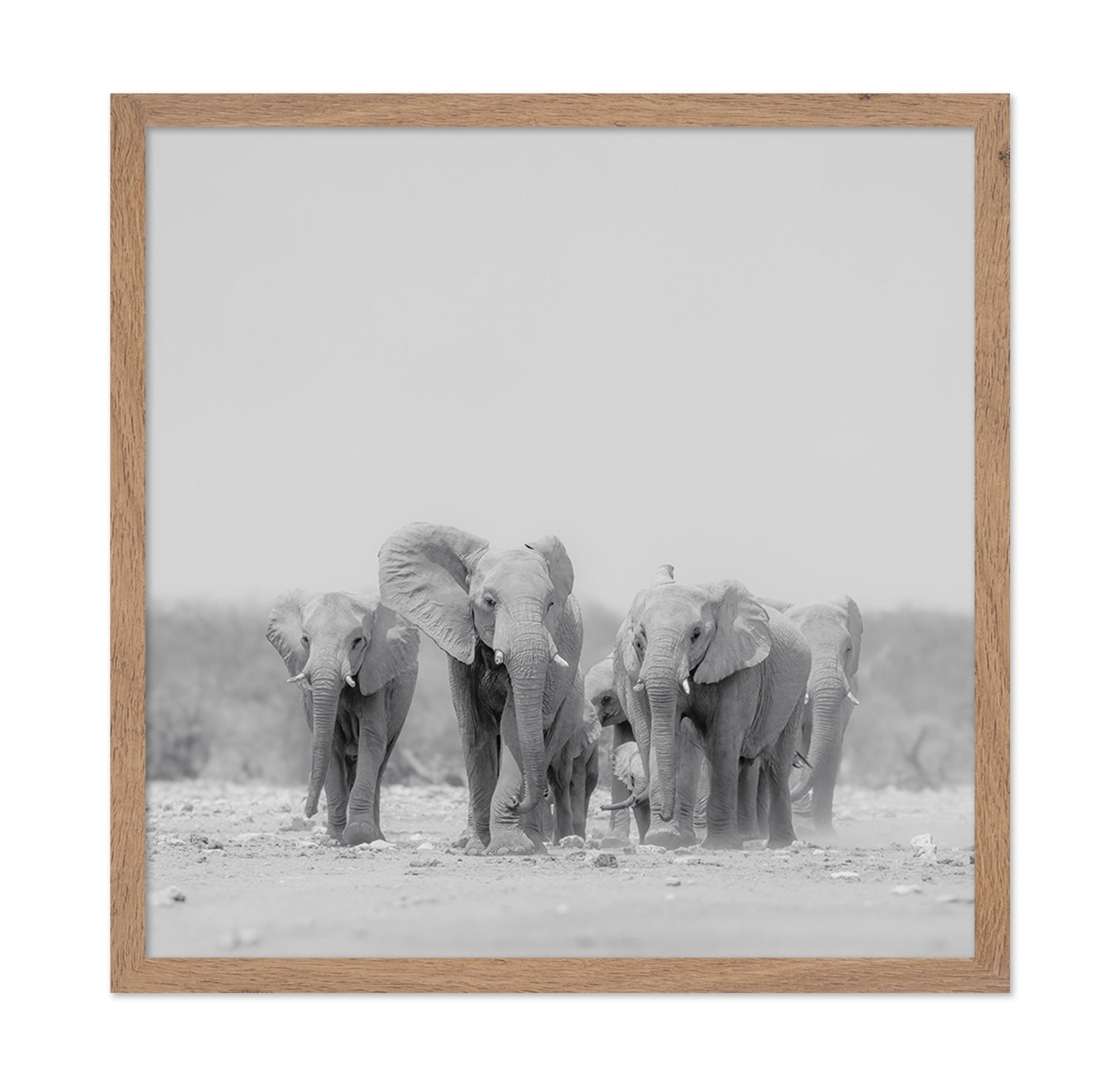 Elephant Herd