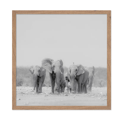 Elephant Herd