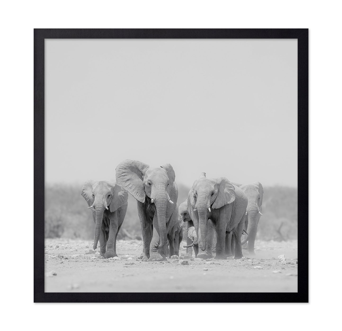 Elephant Herd