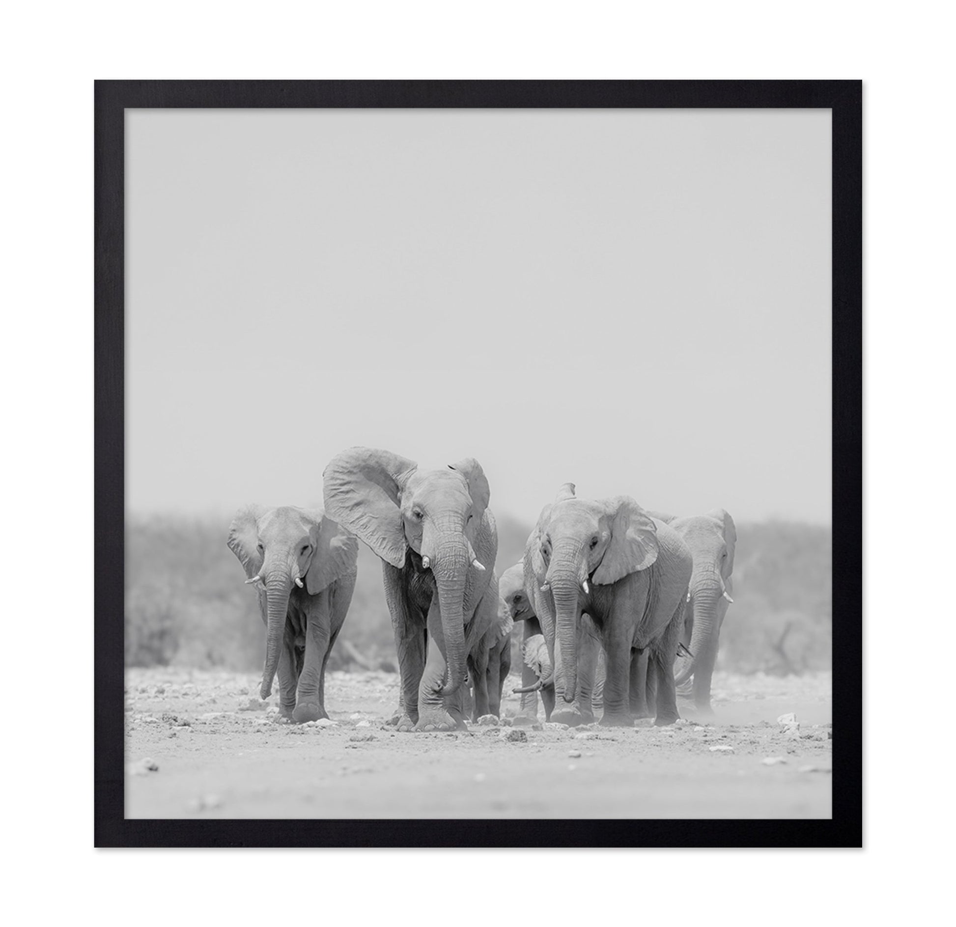 Elephant Herd