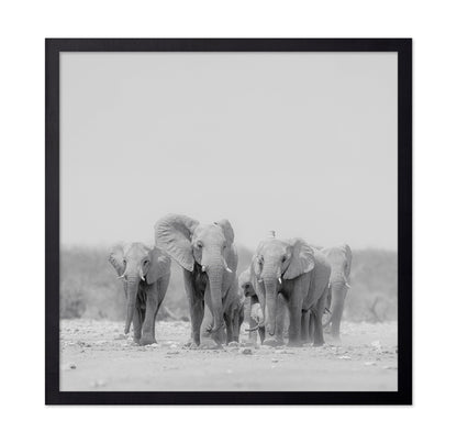 Elephant Herd