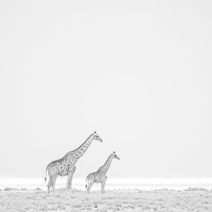 Giraffe Pair