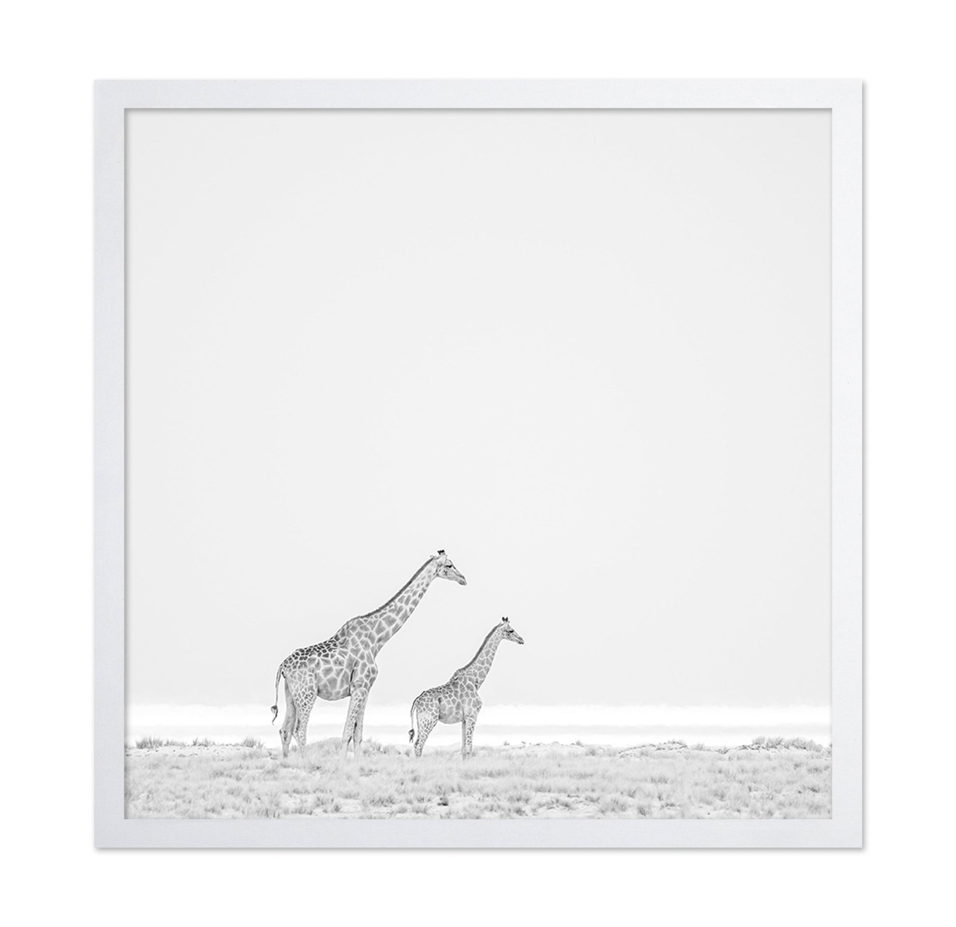 Giraffe Pair