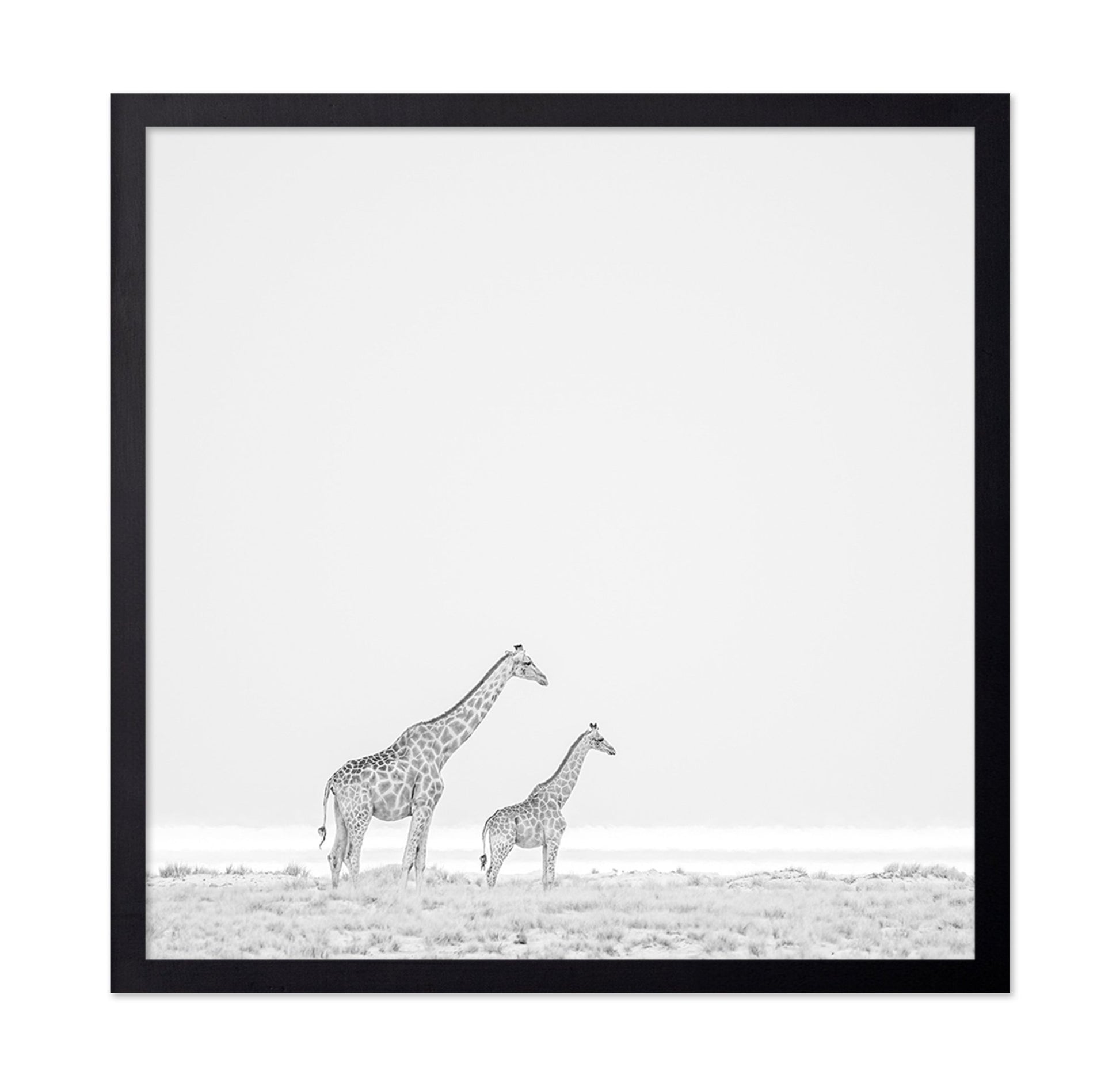 Giraffe Pair