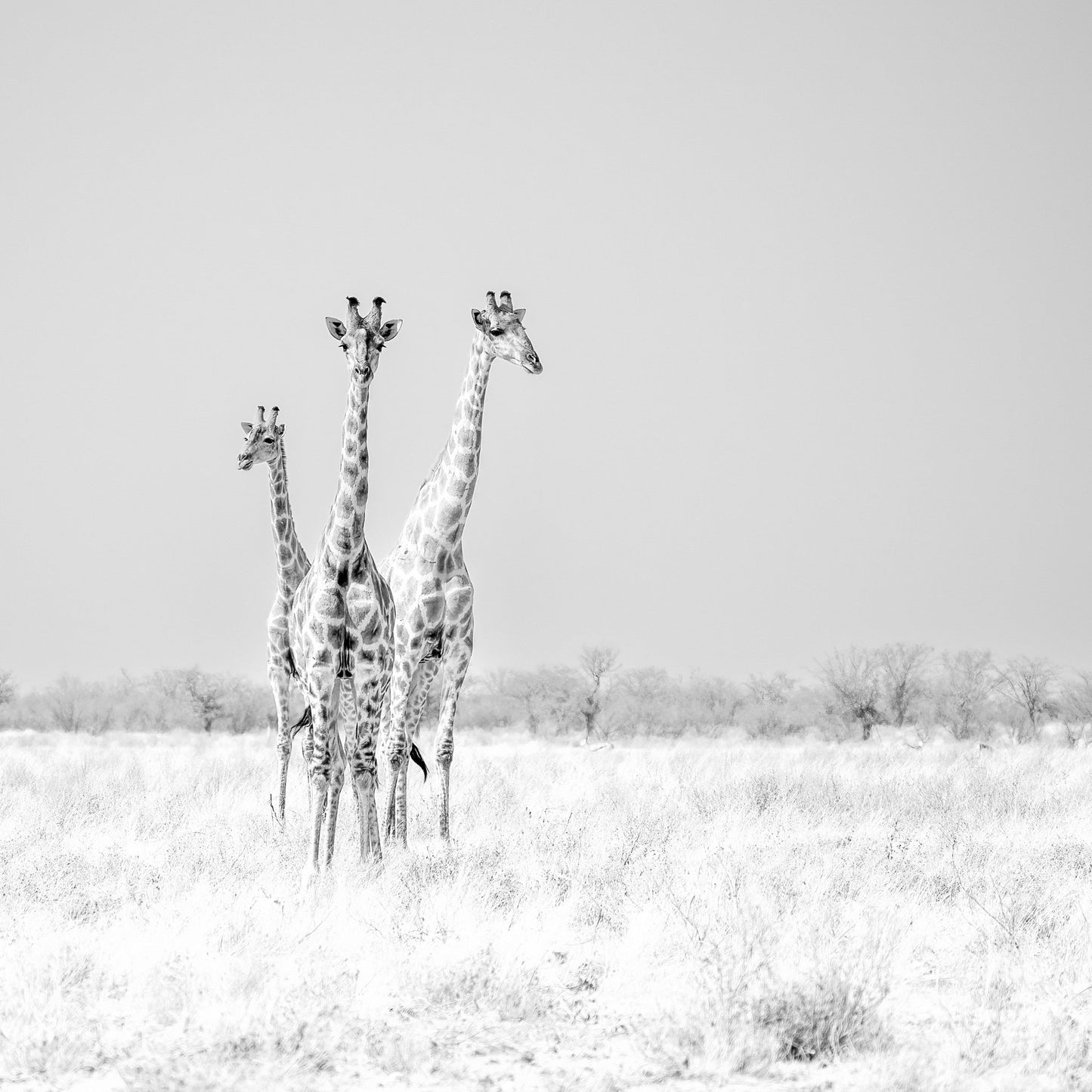 Giraffe Trio No2