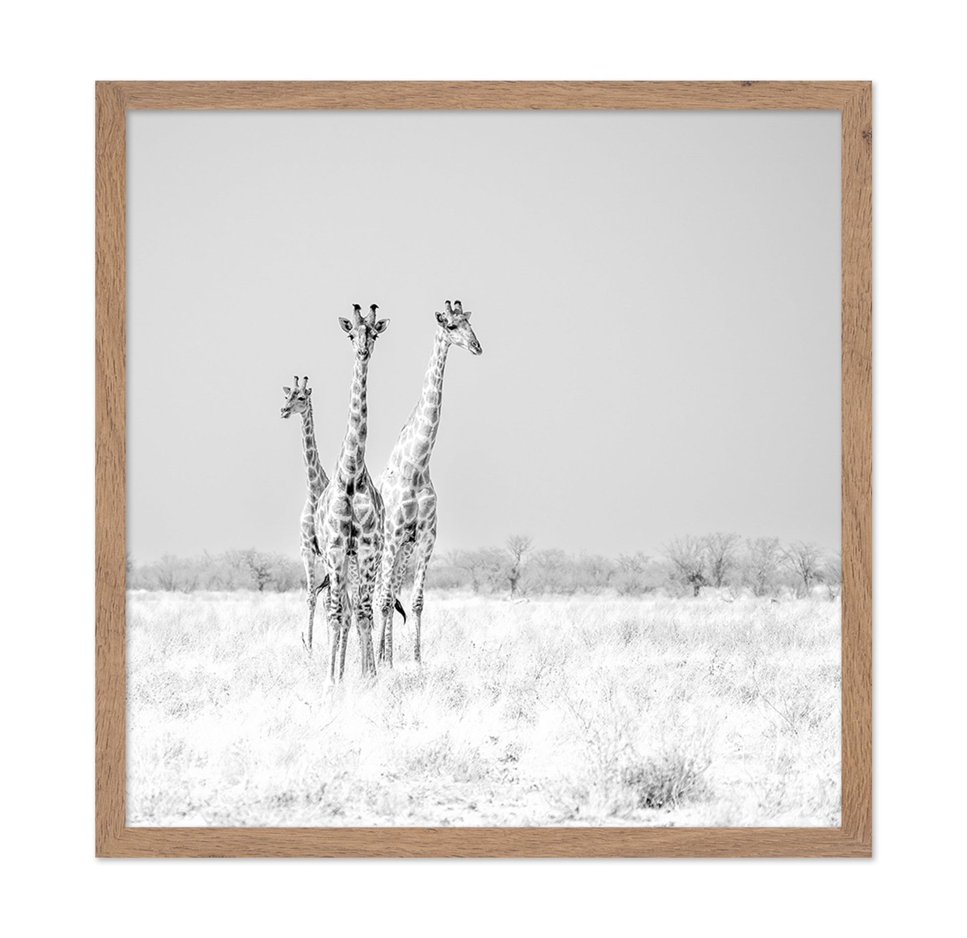 Giraffe Trio No2