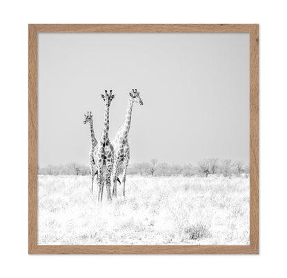 Giraffe Trio No2