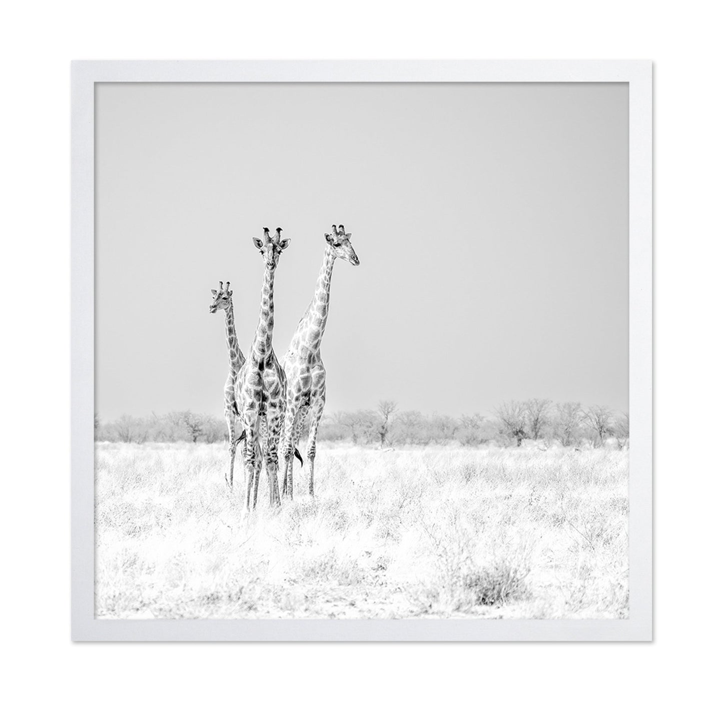 Giraffe Trio No2