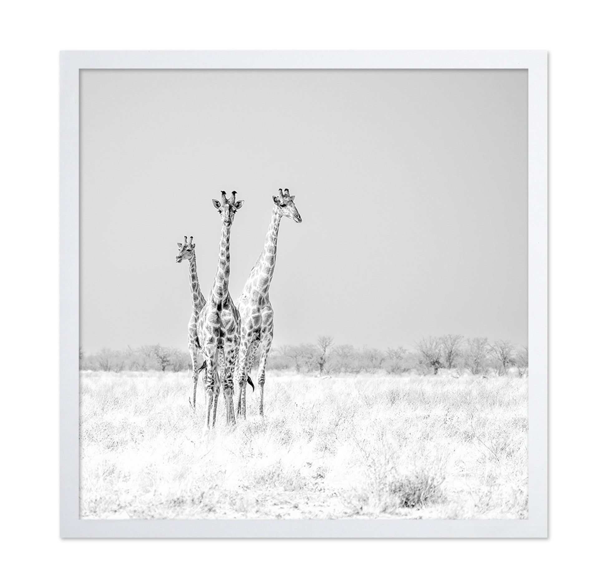 Giraffe Trio No2