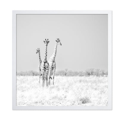 Giraffe Trio No2