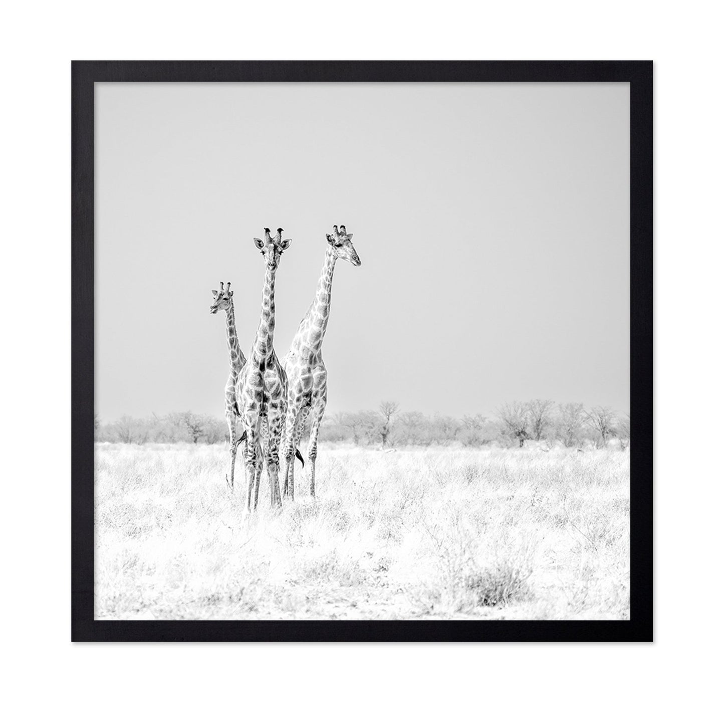 Giraffe Trio No2