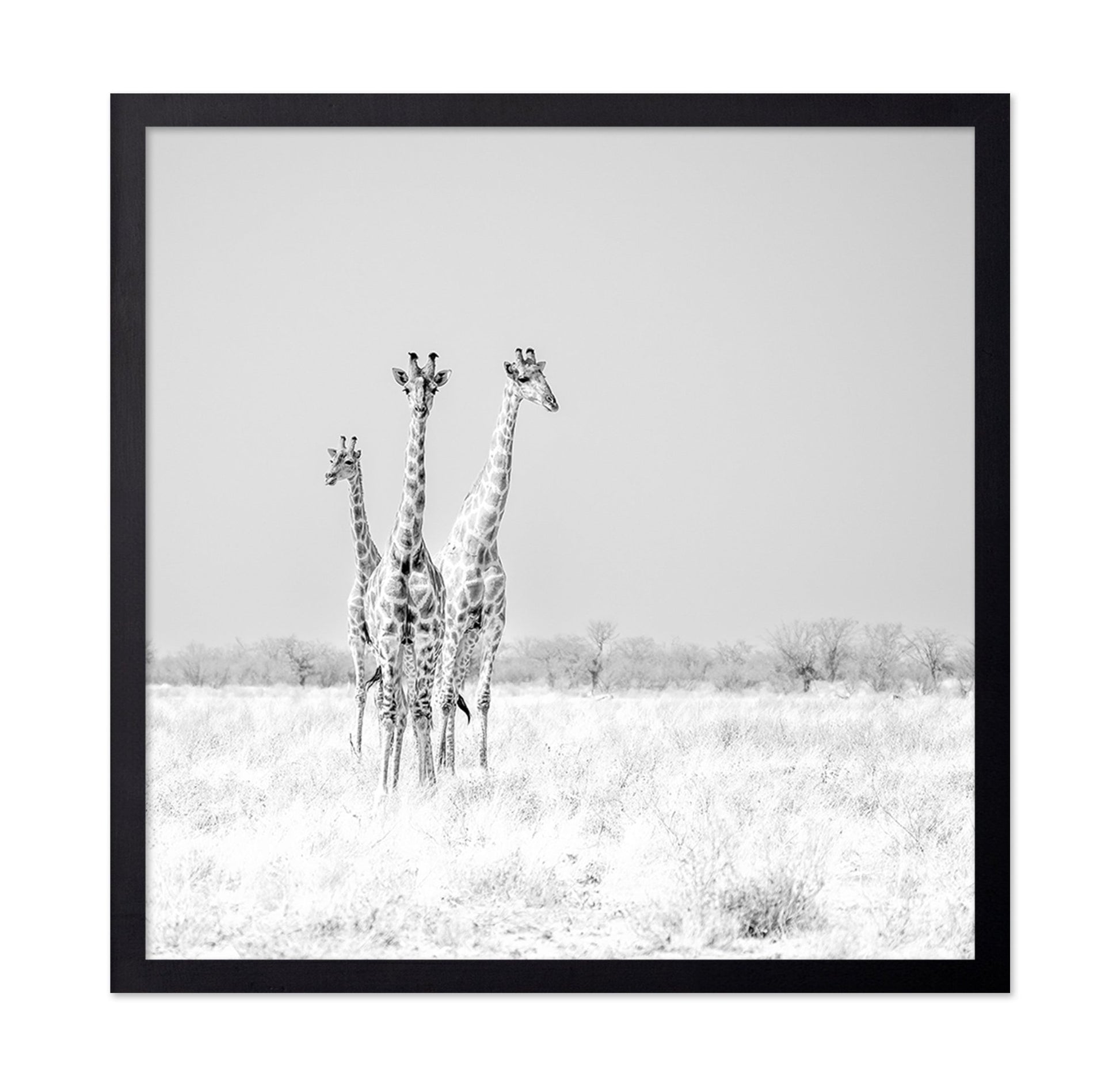 Giraffe Trio No2