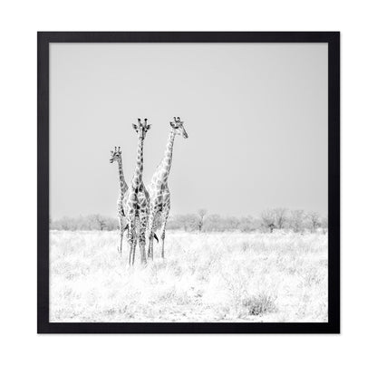 Giraffe Trio No2