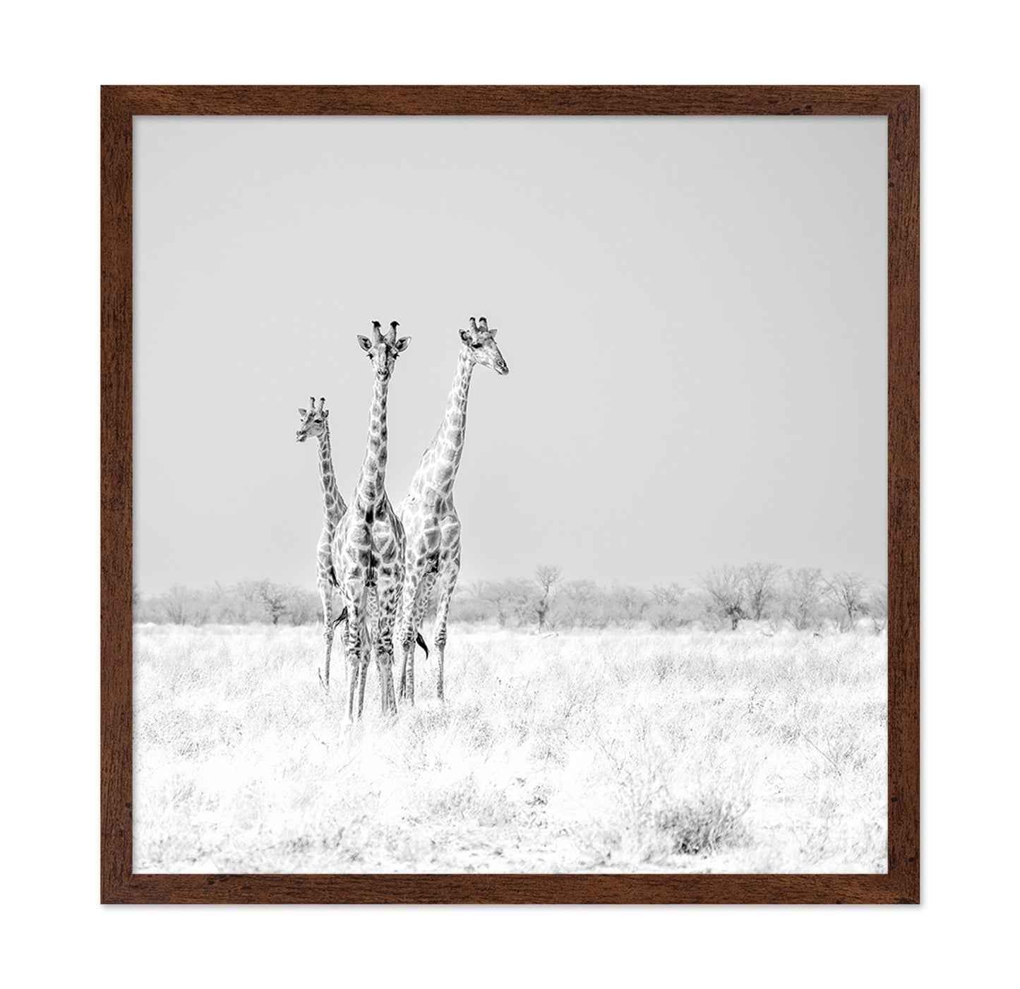 Giraffe Trio No2