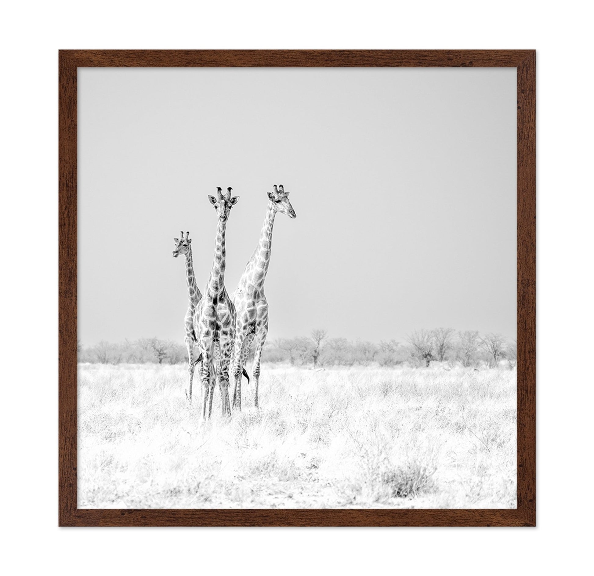 Giraffe Trio No2