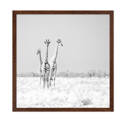 Giraffe Trio No2