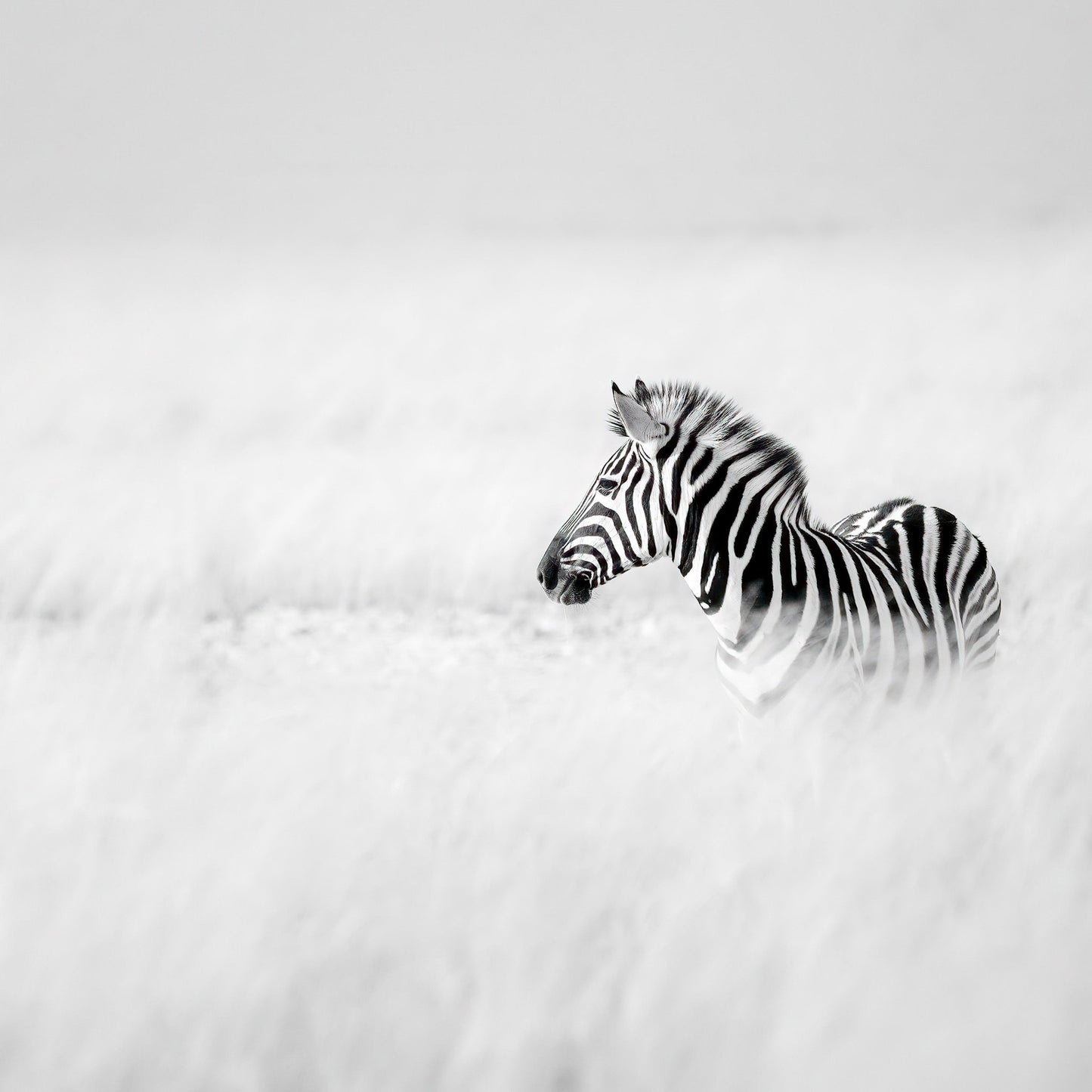Zebra In Mist