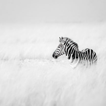Zebra In Mist