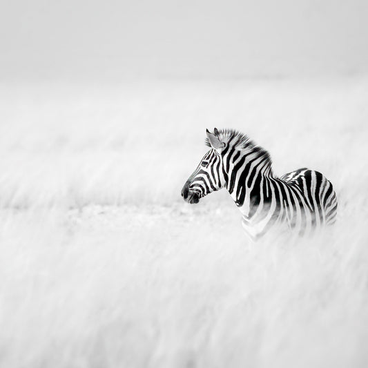 Zebra In Mist