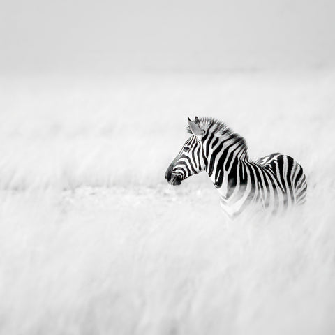 Zebra In Mist