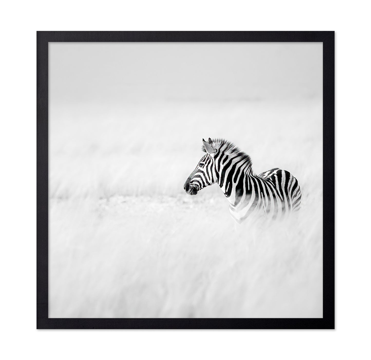 Zebra In Mist