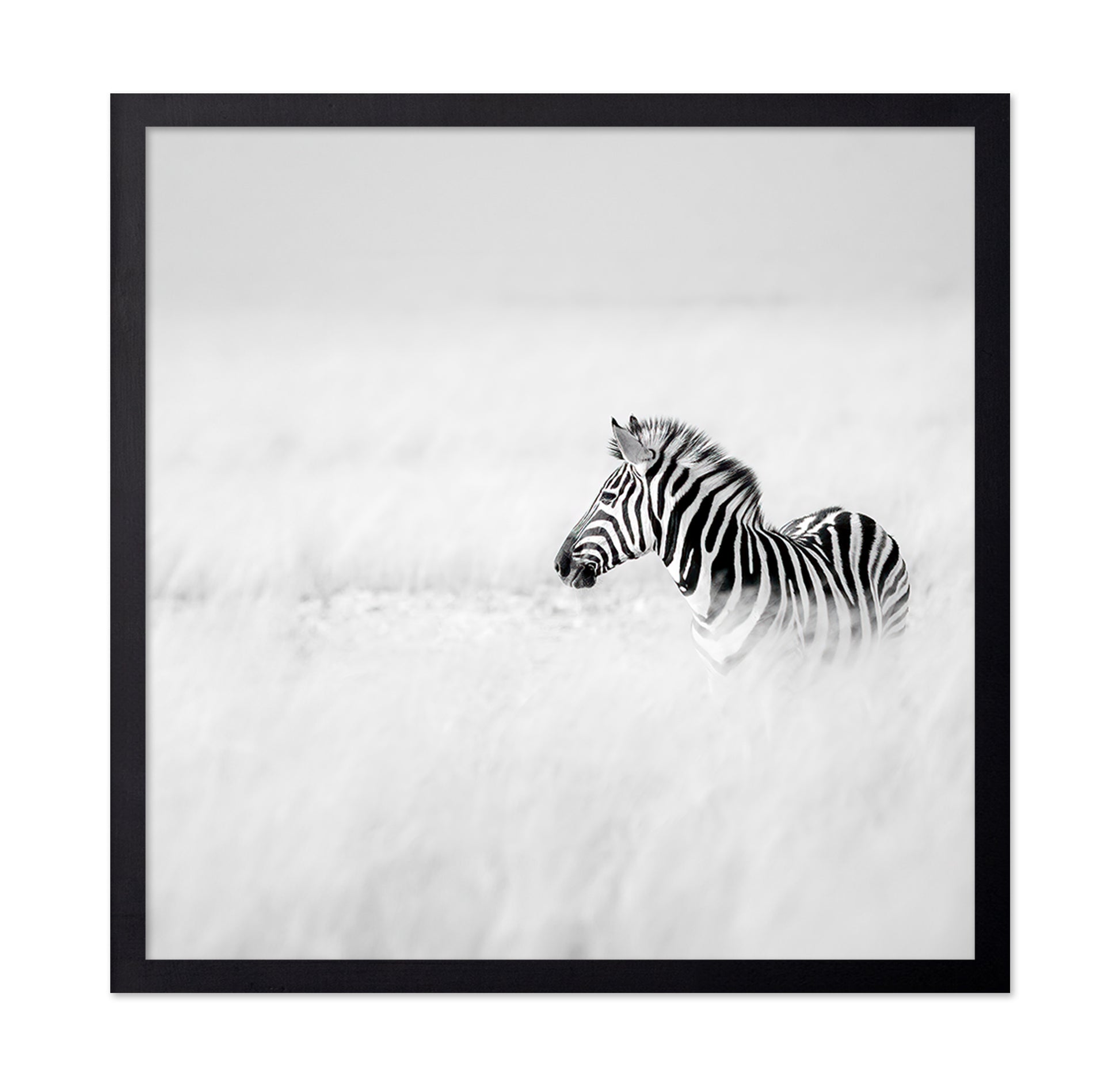 Zebra In Mist