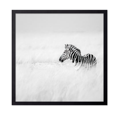 Zebra In Mist