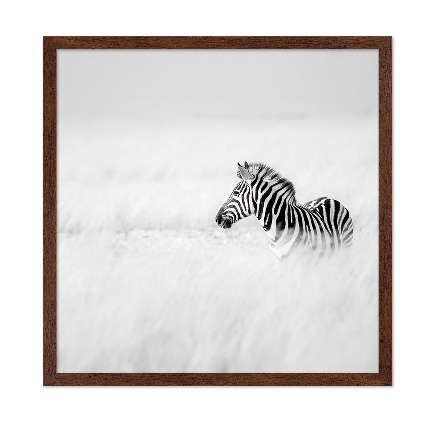 Zebra In Mist