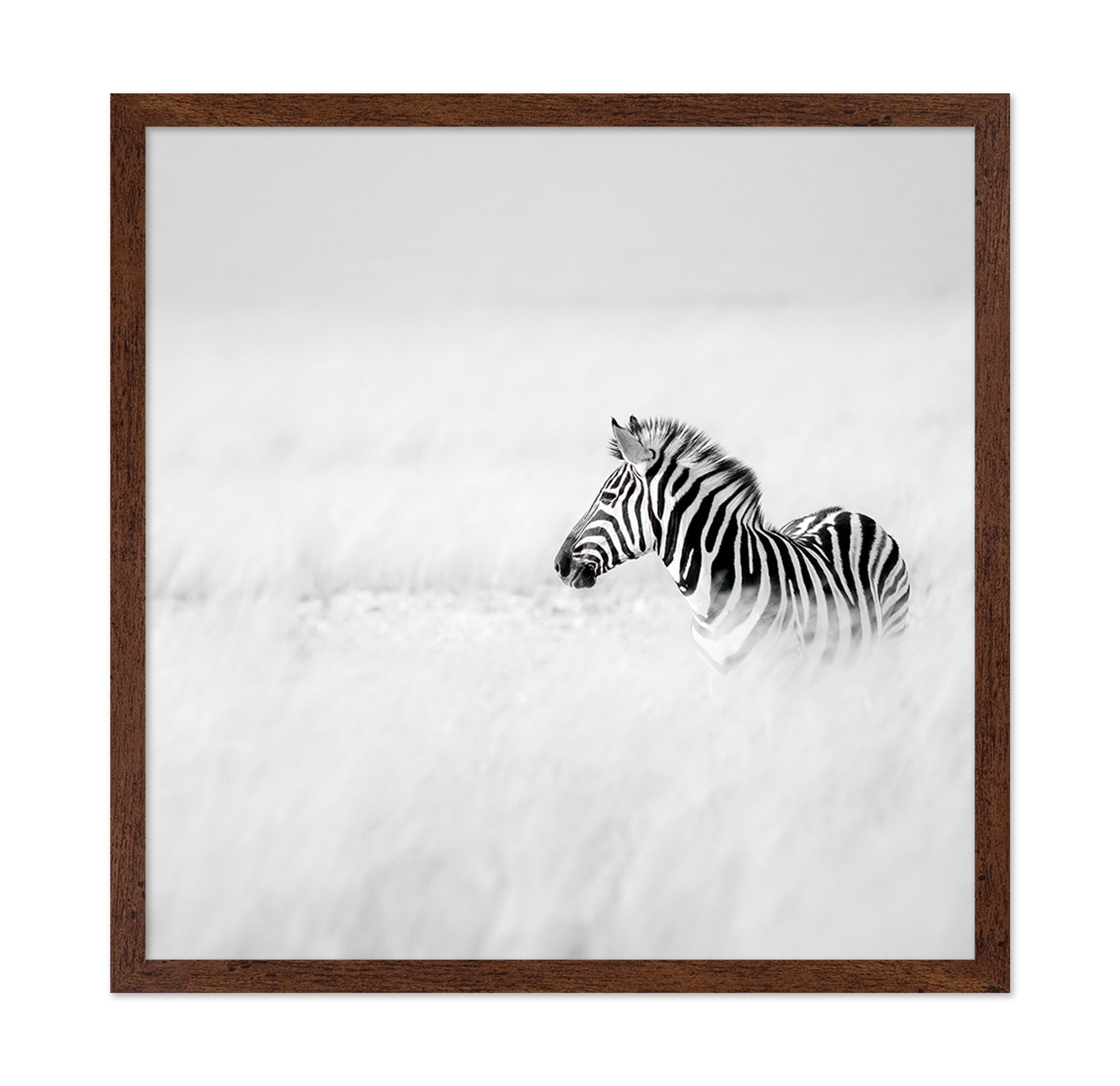Zebra In Mist