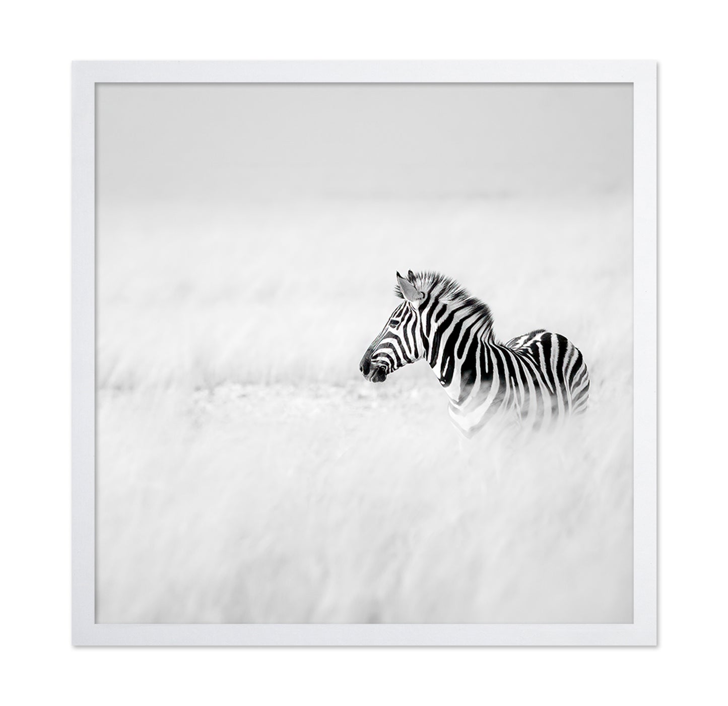 Zebra In Mist