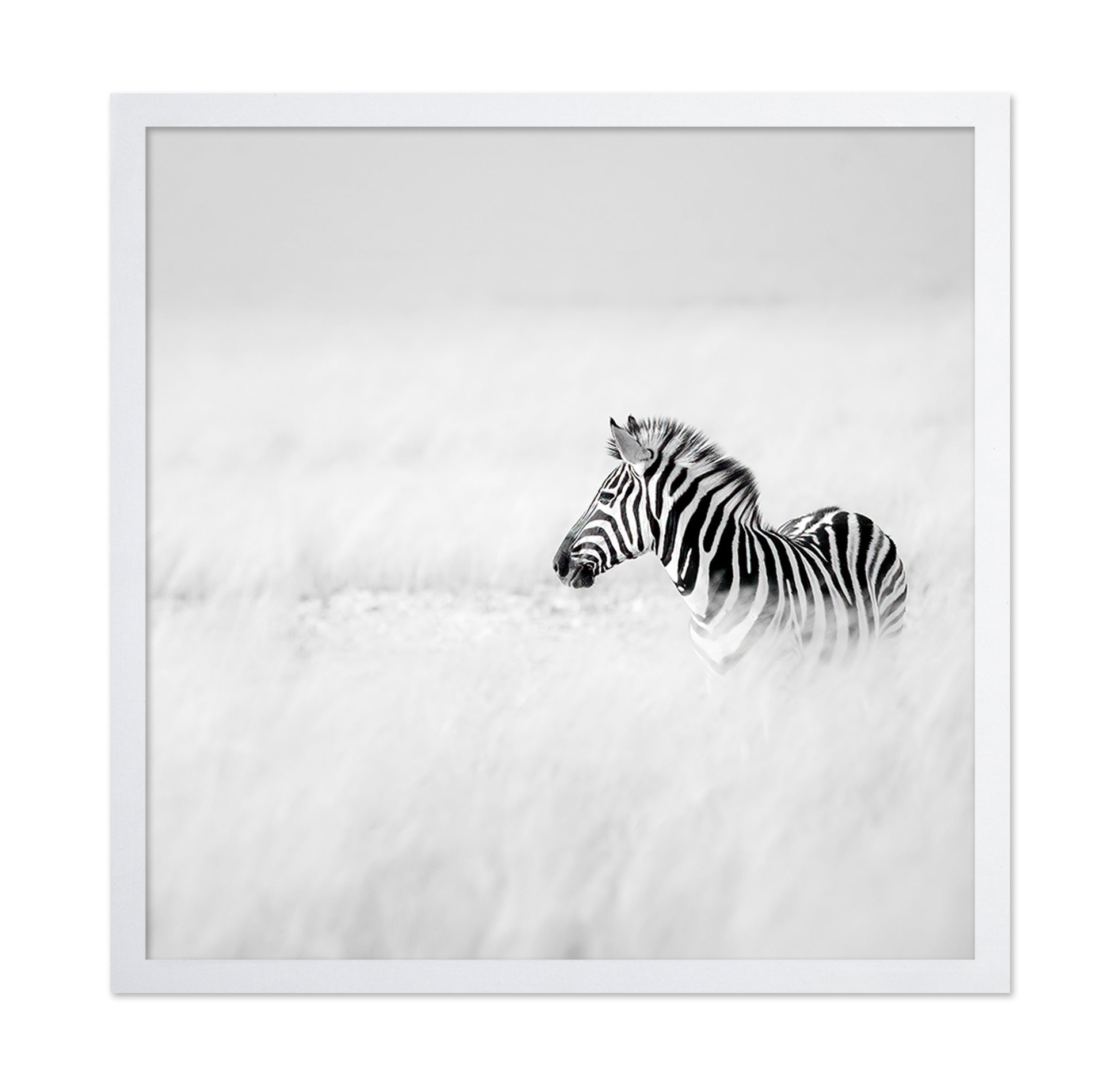 Zebra In Mist