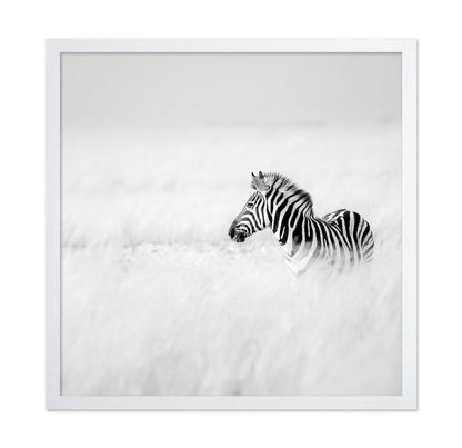 Zebra In Mist