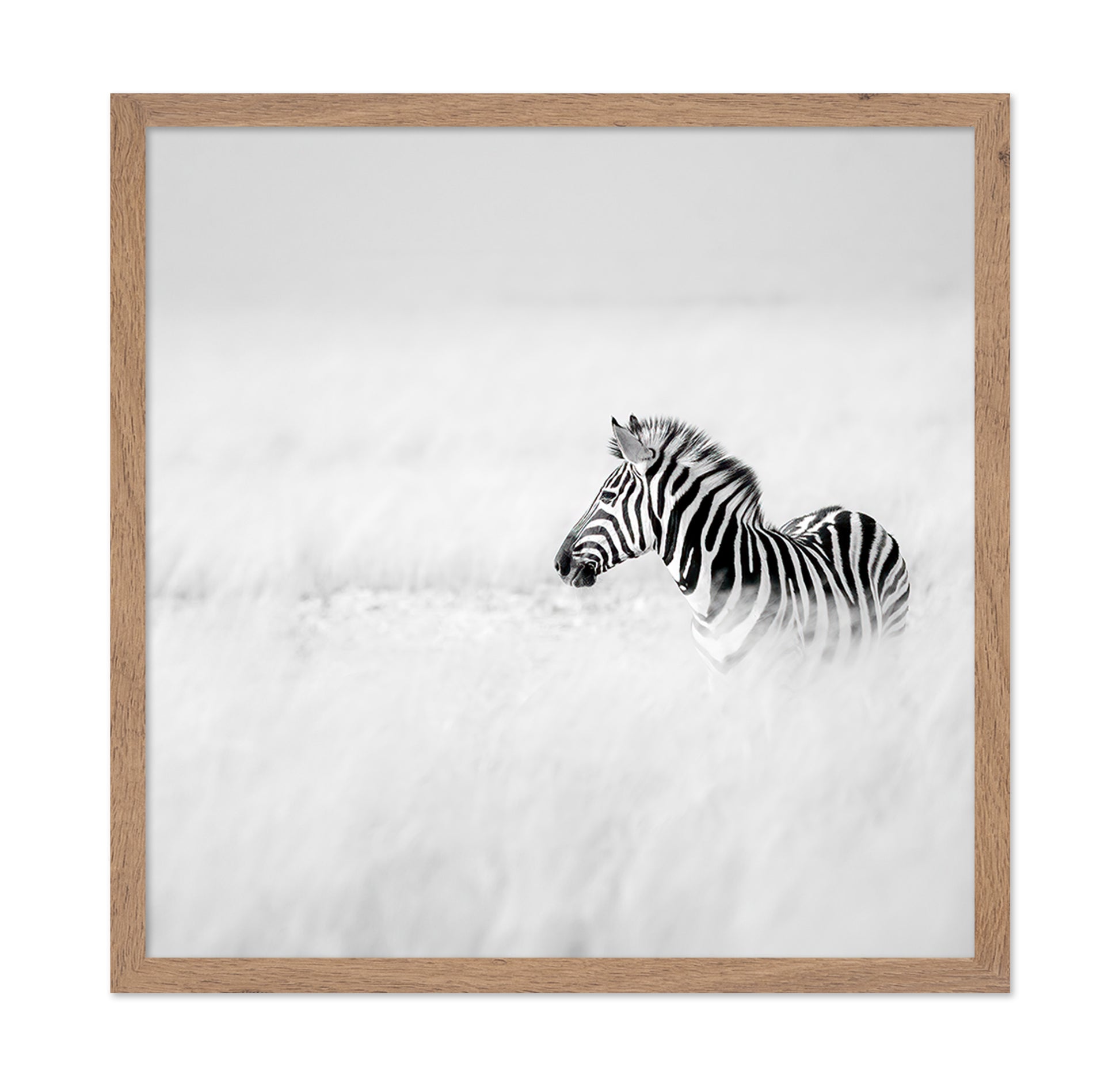 Zebra In Mist