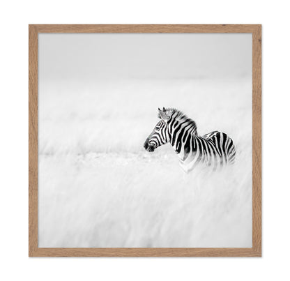 Zebra In Mist