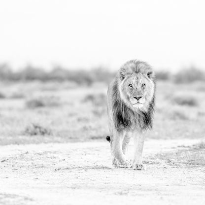 Lone Lion Walk
