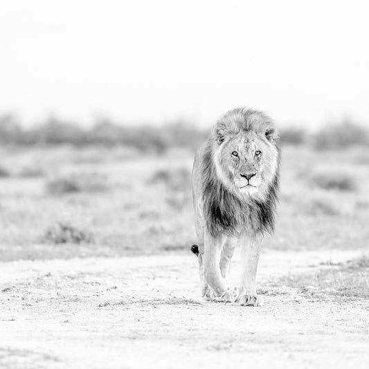 Lone Lion Walk