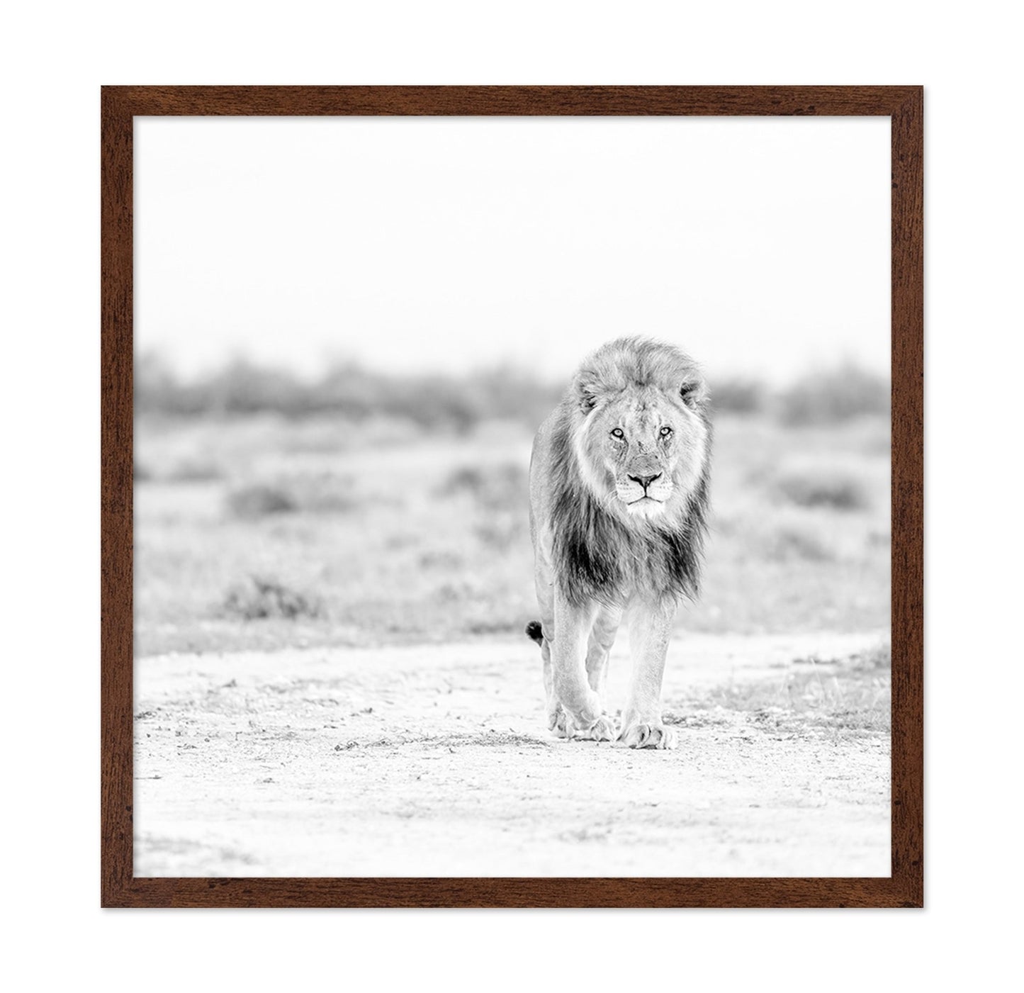 Lone Lion Walk