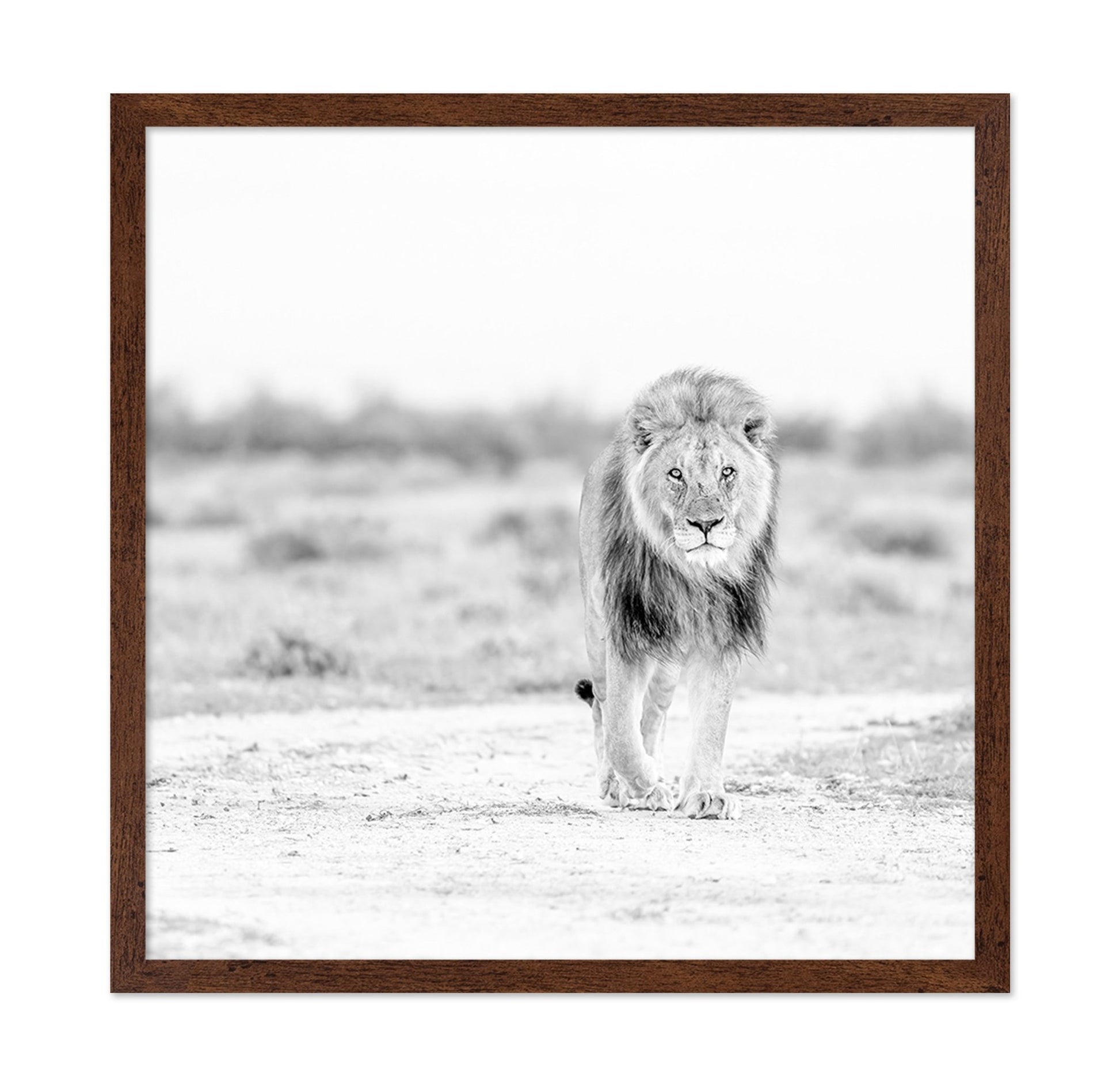 Lone Lion Walk