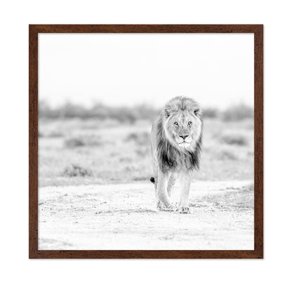 Lone Lion Walk