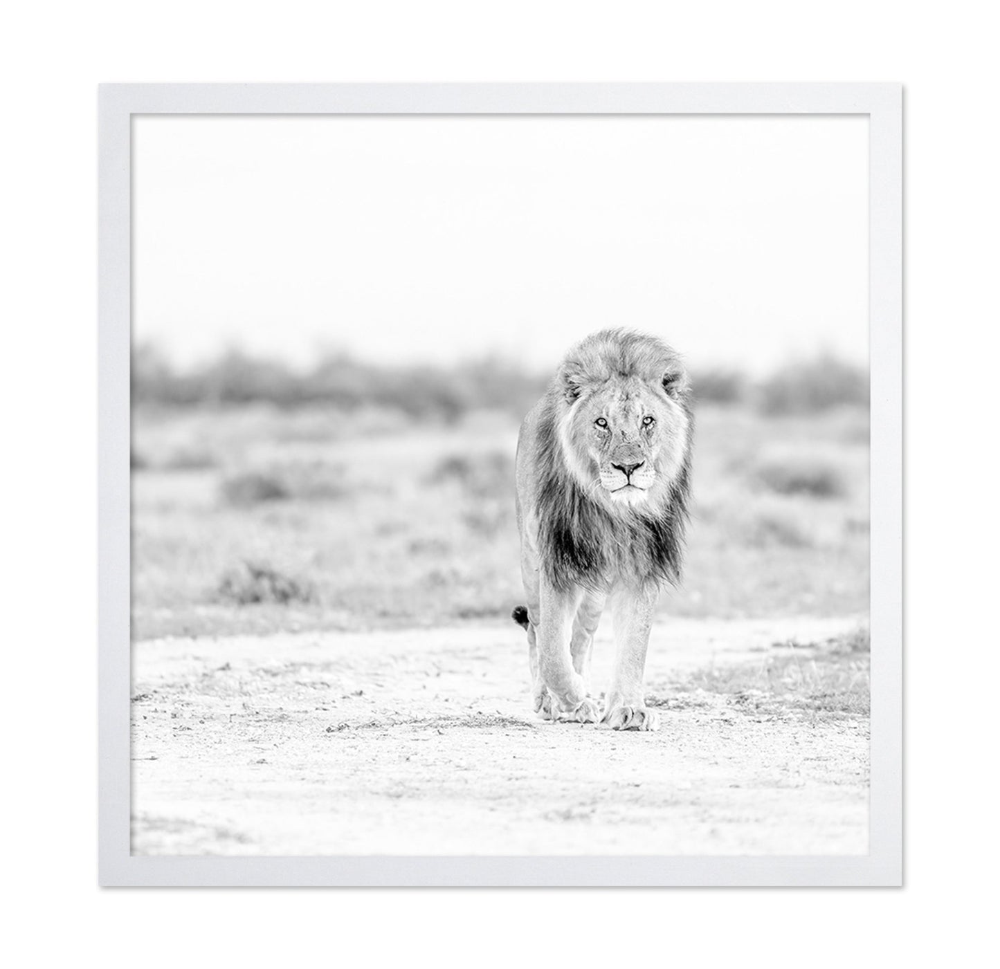 Lone Lion Walk