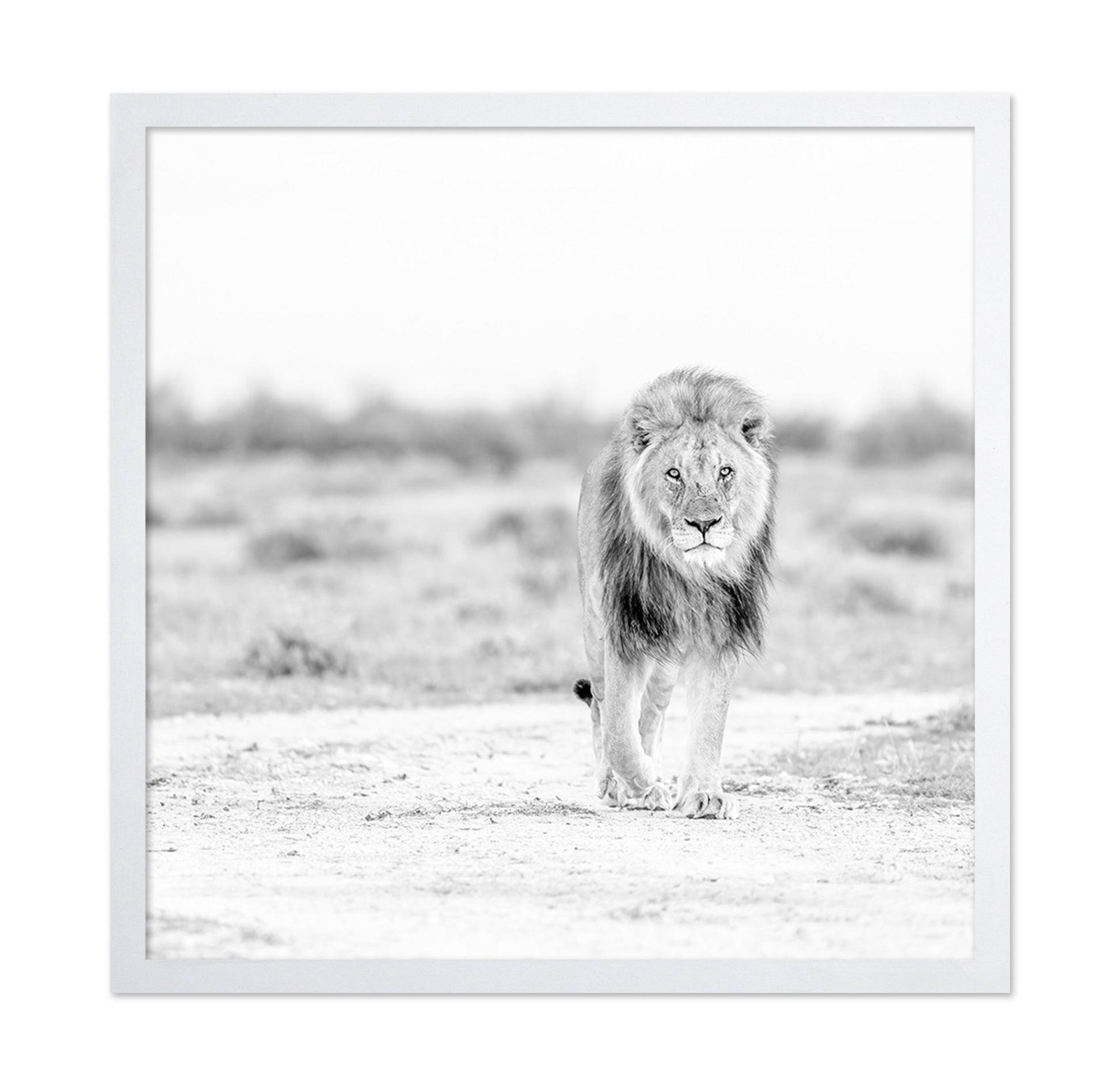 Lone Lion Walk