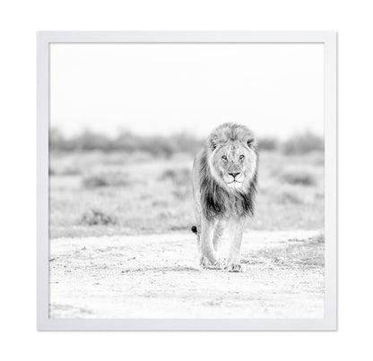 Lone Lion Walk