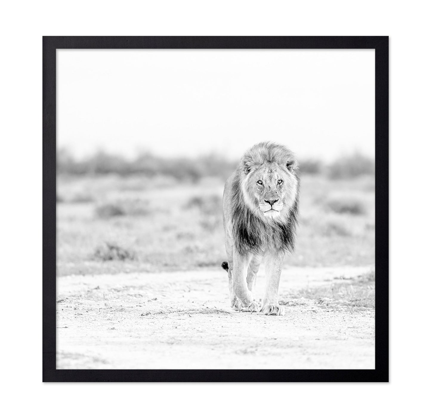 Lone Lion Walk