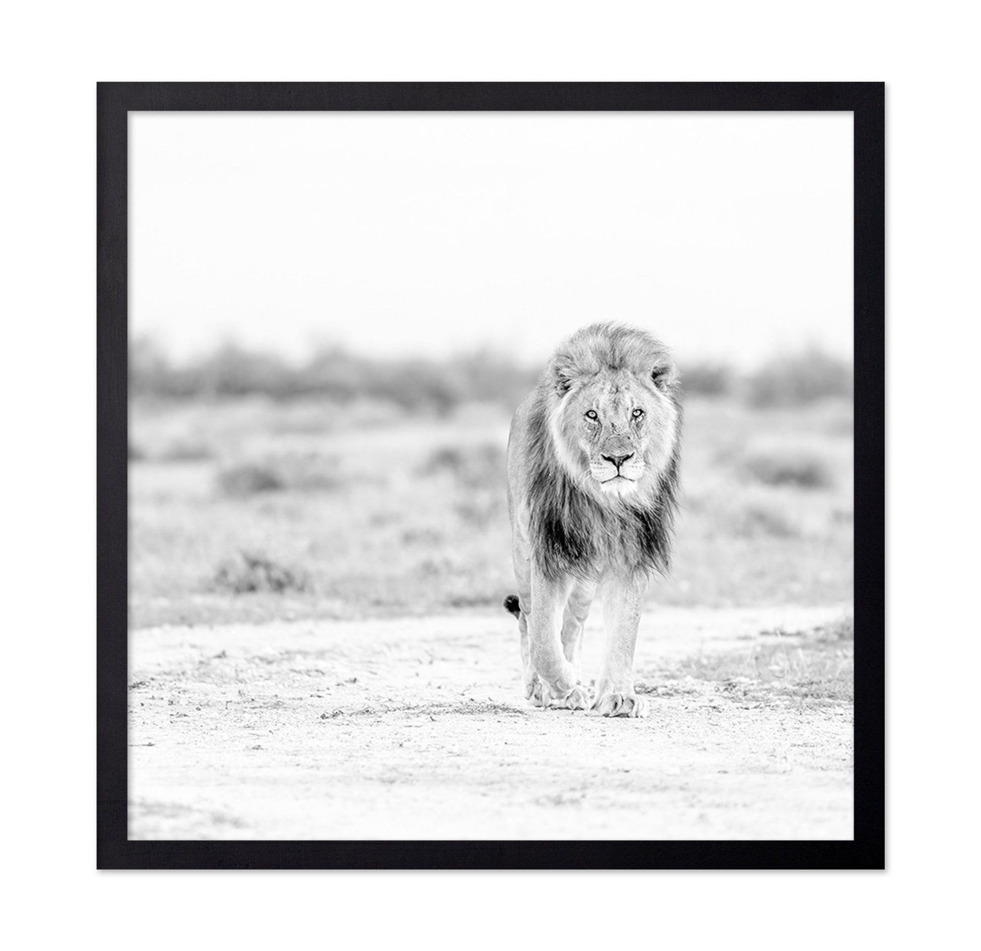 Lone Lion Walk